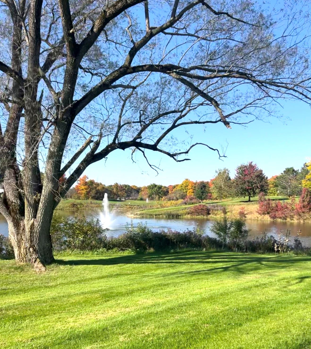 A symphony of leaves